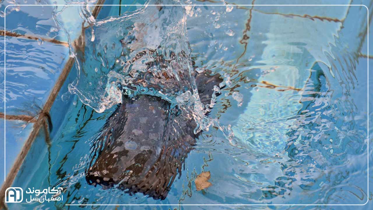 گوشی که در آب افتاده است